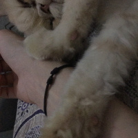 İran Kedisi (Persian), Kedi  Alice fotoğrafı