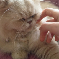 İran Kedisi (Persian), Kedi  Alice fotoğrafı