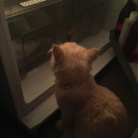 İran Kedisi (Persian), Kedi  Alice fotoğrafı