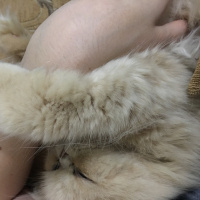 İran Kedisi (Persian), Kedi  Alice fotoğrafı