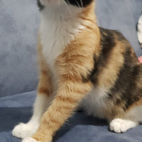 Tekir Kedi, Kedi  Damla fotoğrafı