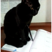 Bombay, Kedi  Gece fotoğrafı
