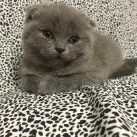 Scottish Fold, Kedi  scotish fold fotoğrafı