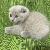 Scottish Fold, Kedi  scotish fold fotoğrafı
