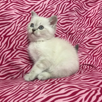 Scottish Fold, Kedi  scotish fold fotoğrafı