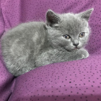 Scottish Fold, Kedi  scotish fold fotoğrafı
