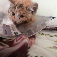 Tekir Kedi, Kedi  Garip fotoğrafı