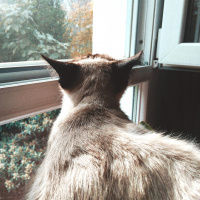 Siyam Kedisi, Kedi  Mathilda fotoğrafı