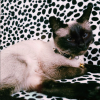 Siyam Kedisi, Kedi  Mathilda fotoğrafı