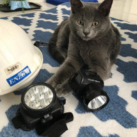 British Shorthair, Kedi  Cafer fotoğrafı