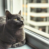 British Shorthair, Kedi  Cafer fotoğrafı