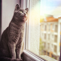 British Shorthair, Kedi  Cafer fotoğrafı