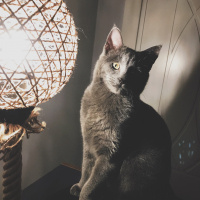 British Shorthair, Kedi  Cafer fotoğrafı