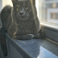 British Shorthair, Kedi  Cafer fotoğrafı