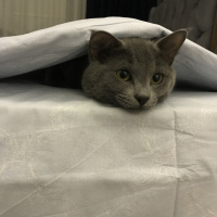 British Shorthair, Kedi  Cafer fotoğrafı