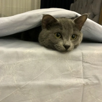 British Shorthair, Kedi  Cafer fotoğrafı