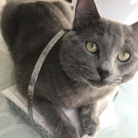 British Shorthair, Kedi  Cafer fotoğrafı