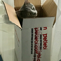 British Shorthair, Kedi  Cafer fotoğrafı