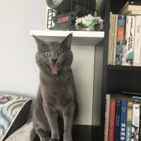 British Shorthair, Kedi  Cafer fotoğrafı