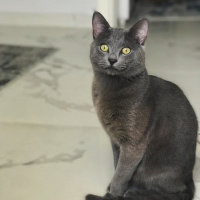 British Shorthair, Kedi  Cafer fotoğrafı