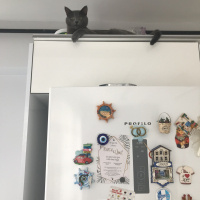 British Shorthair, Kedi  Cafer fotoğrafı