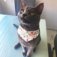 British Shorthair, Kedi  Cafer fotoğrafı