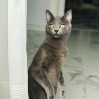 British Shorthair, Kedi  Cafer fotoğrafı
