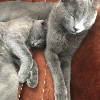 British Shorthair, Kedi  Cafer fotoğrafı