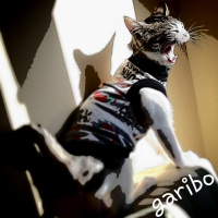 Tekir Kedi, Kedi  Garibo fotoğrafı