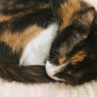 Tekir Kedi, Kedi  Çıtır fotoğrafı