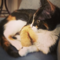 Tekir Kedi, Kedi  Çıtır fotoğrafı