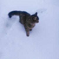 Tekir Kedi, Kedi  Bisküvi fotoğrafı