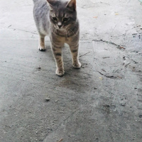 British Shorthair, Kedi  Adsız fotoğrafı