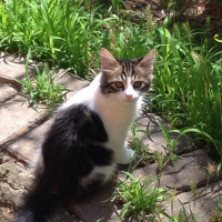 Tekir Kedi, Kedi  Boncuk fotoğrafı