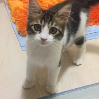 Tekir Kedi, Kedi  Boncuk fotoğrafı