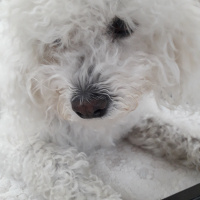 Maltese, Köpek  Paşa fotoğrafı
