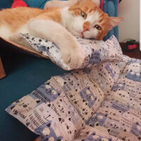 Tekir Kedi, Kedi  Cinpop fotoğrafı