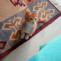 Manx, Kedi  Sabri fotoğrafı