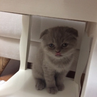 Scottish Fold, Kedi  Leon fotoğrafı