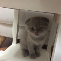 Scottish Fold, Kedi  Leon fotoğrafı