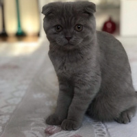 Scottish Fold, Kedi  Leon fotoğrafı