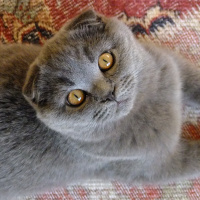 Scottish Fold, Kedi  Tonti fotoğrafı
