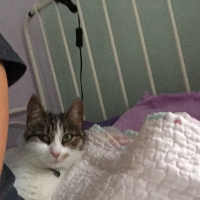 Tekir Kedi, Kedi  Pinpon fotoğrafı
