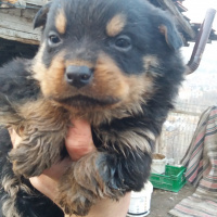 Rottweiler, Köpek  Leydi fotoğrafı