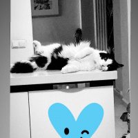 Tekir Kedi, Kedi  Safir fotoğrafı