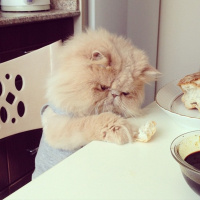 İran Kedisi (Persian), Kedi  Alice pia fotoğrafı