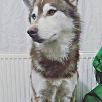 Sibirya Kurdu (Husky), Köpek  Kuzey fotoğrafı