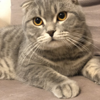 Scottish Fold, Kedi  Kulaksız fotoğrafı