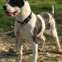 Amerikan Pitbull Terrier, Köpek  İgor fotoğrafı