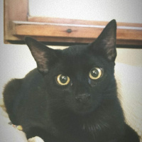 Tekir Kedi, Kedi  mia fotoğrafı